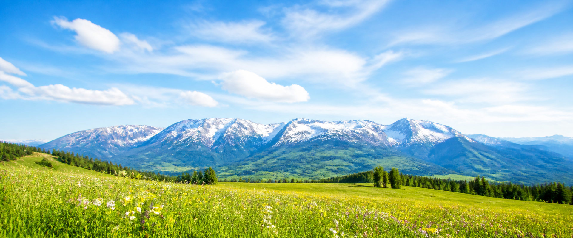 Bright Montana mountain range above a wildflower meadow